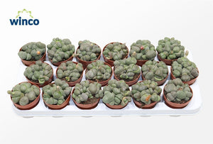 Living Stone Plant (Pleiospilos nelii) – 8.5cm Pot