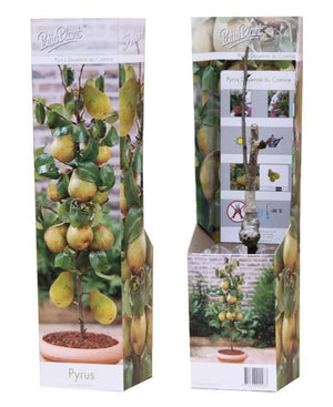 Doyenné du Comice Pear Tree (Pyrus communis) – 9cm Pot