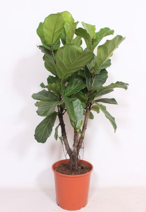 Fiddle Leaf Fig (Ficus lyrata) – 30cm Pot, 140cm Tall