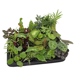 Mixed Green Houseplant – 6cm Pot, Approx. 12cm High