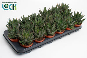 Gasteria ‘Apollo’ Succulent – 8.5cm Pot