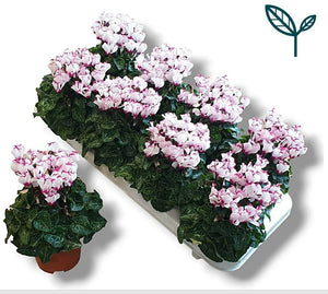 Peach and Pink Small-Flowered Cyclamen (Cyclamen persicum) – 10.5cm Pot