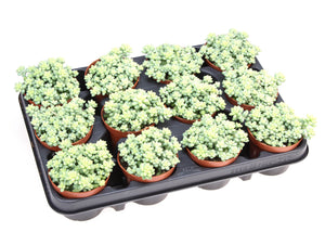Burro’s Tail Sedum (Sedum burrito) – 8.5cm Pot