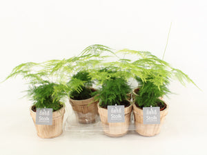 Asparagus Fern ‘Plumosus’ – 13cm Pot