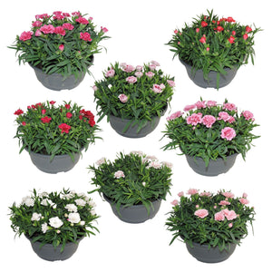 Mixed Dianthus ‘Oscar’ Patio Bowl – 19cm Pot