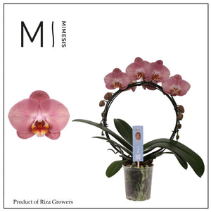 Pink Phalaenopsis Orchid – 2 Stem, 12cm Pot