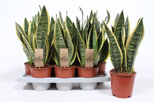 Sansevieria Futura Superba – 14cm Pot