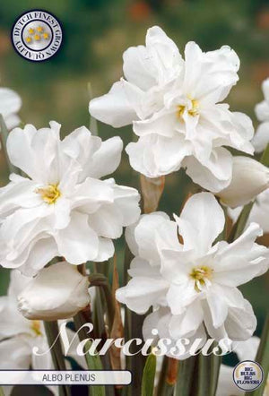 Narcissus ‘Albo Plenus’ Double Daffodil Bulbs – 5 Pack