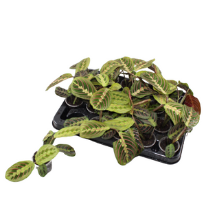 Maranta Fascinator ‘Tricolor’ Prayer Plant – 6cm Pot