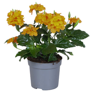 Orange Crossandra Fortuna – 13cm Pot