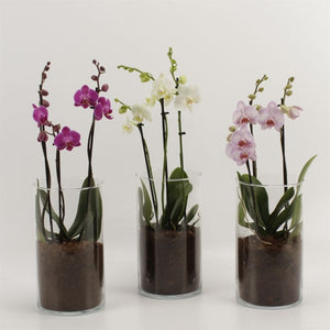 Mixed Phalaenopsis Orchid – 12cm Glass Vase