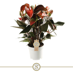 Red Anthurium ‘Champion’ – 14cm Pot, 50cm Tall