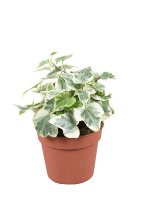 White Wonder English Ivy (Hedera helix) – 8.5cm Pot