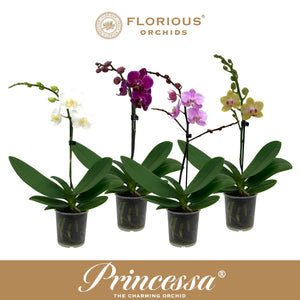 White Phalaenopsis Orchid ‘Princessa’ – 9cm Pot