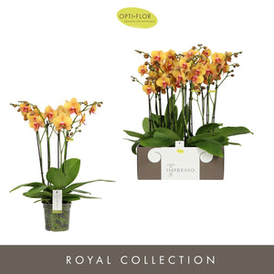 Orange Phalaenopsis Orchid – 15cm Pot, 60cm Tall