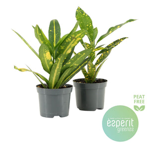 Small-Leaved Croton (Codiaeum variegatum) – 8.5cm Pot