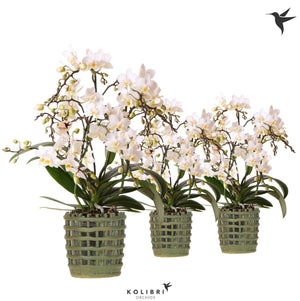 White Phalaenopsis Orchid ‘Kolibri Wild’ – 9cm Pot