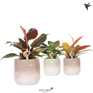 Philodendron Green Houseplant – 9cm Ceramic Pot
