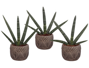 Cylindrical Snake Plant (Sansevieria cylindrica) – 16cm Pot