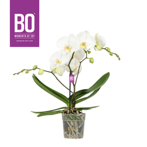 White Phalaenopsis Orchid – 12cm Pot, 55cm Tall