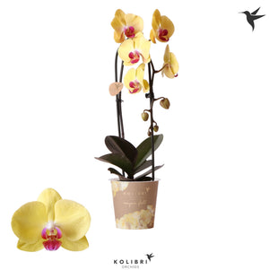 White Phalaenopsis Orchid – 12cm Pot, 45cm Tall