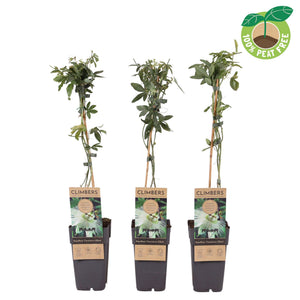 Constance Elliot Passion Flower (Passiflora caerulea) – 15cm Pot