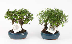 Indoor Bonsai Tree – 16cm Ceramic Pot