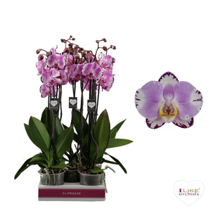 Pink Phalaenopsis Orchid ‘Magic Art’ – 12cm Pot