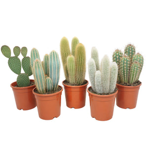 Mixed Cactus Collection – 17cm Pot, Approx. 40cm High