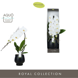 White Phalaenopsis Orchid – 12cm Ceramic Pot