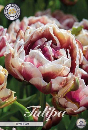 Tulipa ‘Wyndham’ Double Late Tulip Bulbs – Pack of 7