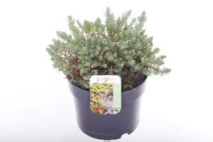 Blue Spruce Stonecrop (Sedum reflexum) – 17cm Pot