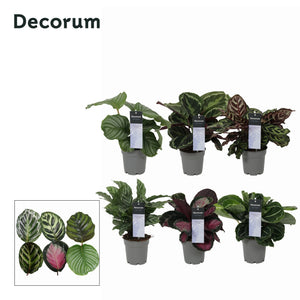Mixed Calathea Houseplant – 12cm Pot