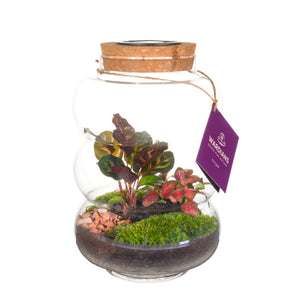 Medium Pluto Glass Terrarium with LED – 17cm