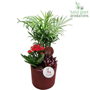 Purple Echeveria Arrangement – 13cm Ceramic Pot
