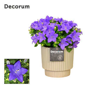 Blue Campanula ‘Napoli’ – 15cm Ceramic Pot