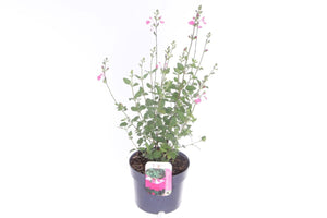 Pink Lips Salvia (Salvia microphylla) – 17cm Pot