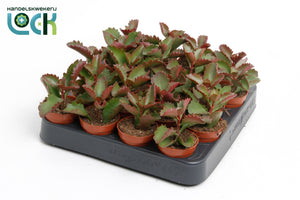 Kalanchoe pinnata Succulent – 5.5cm Pot