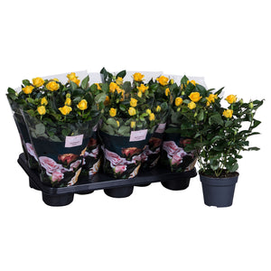 Yellow Patio Rose (Rosa) – 13cm Pot