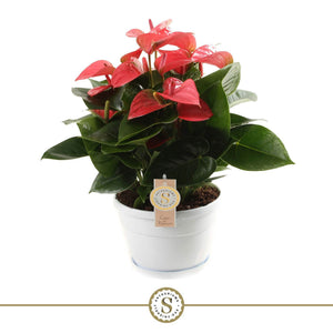 Pink Anthurium ‘Pink Champion’ (Anthurium) – 20cm Pot