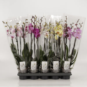Mixed Phalaenopsis Orchid – 3 Stem, 12cm Pot