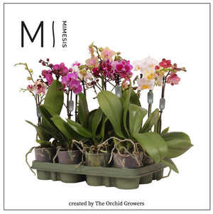 Mixed Phalaenopsis Orchid – 3 Stem, 9cm Pot