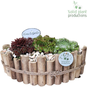 Large Sempervivum Arrangement – 35cm Wooden Boat
