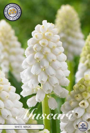 White Grape Hyacinth ‘White Magic’ Bulbs – Pack of 10