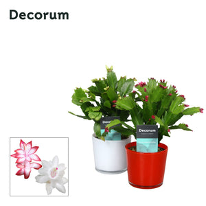 Red and White Christmas Cactus (Schlumbergera) – 9cm Pot