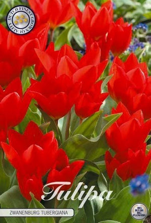 Tulipa species ‘Zwanenburg’ Flower Bulbs – Pack of 10
