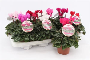 Mixed Cyclamen persicum Patio Plant – 10.5cm Pot
