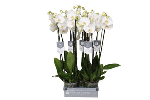 White Phalaenopsis Orchid – 12cm Pot, 60cm Tall