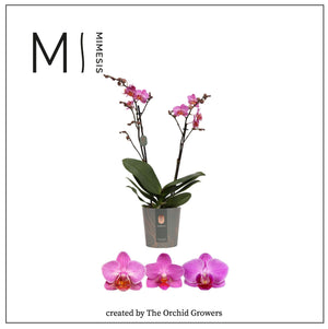 Dark Pink Phalaenopsis Orchid – 2 Stem, 12cm Pot