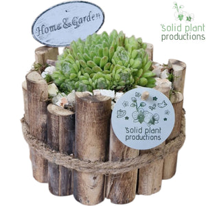 Sempervivum Arrangement – 17cm Wooden Pot